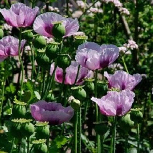 Import Turkish Papaever Somniferum Hashas Poppy Flower Seeds For Planting Papaver sp. heirloom non-gmo seeds