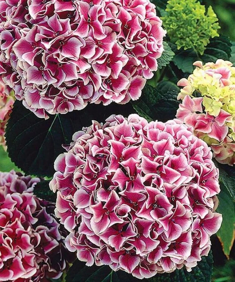 for Maroon White HYDRANGEA RARE flower exotic bush plant Seller heirloom non-gmo seeds