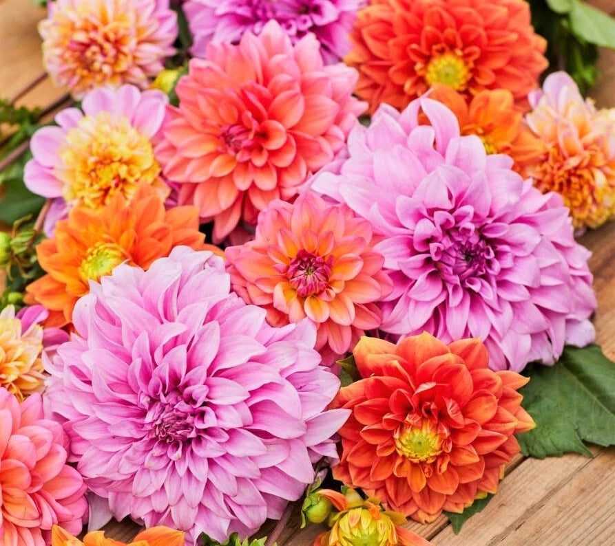 Dahlia Flowered Mix Zinnia Seeds Giant Rainbow Bennarys Big Flower Seed – Heirloom, Non-GMO, High Germination Organic Garden Seeds