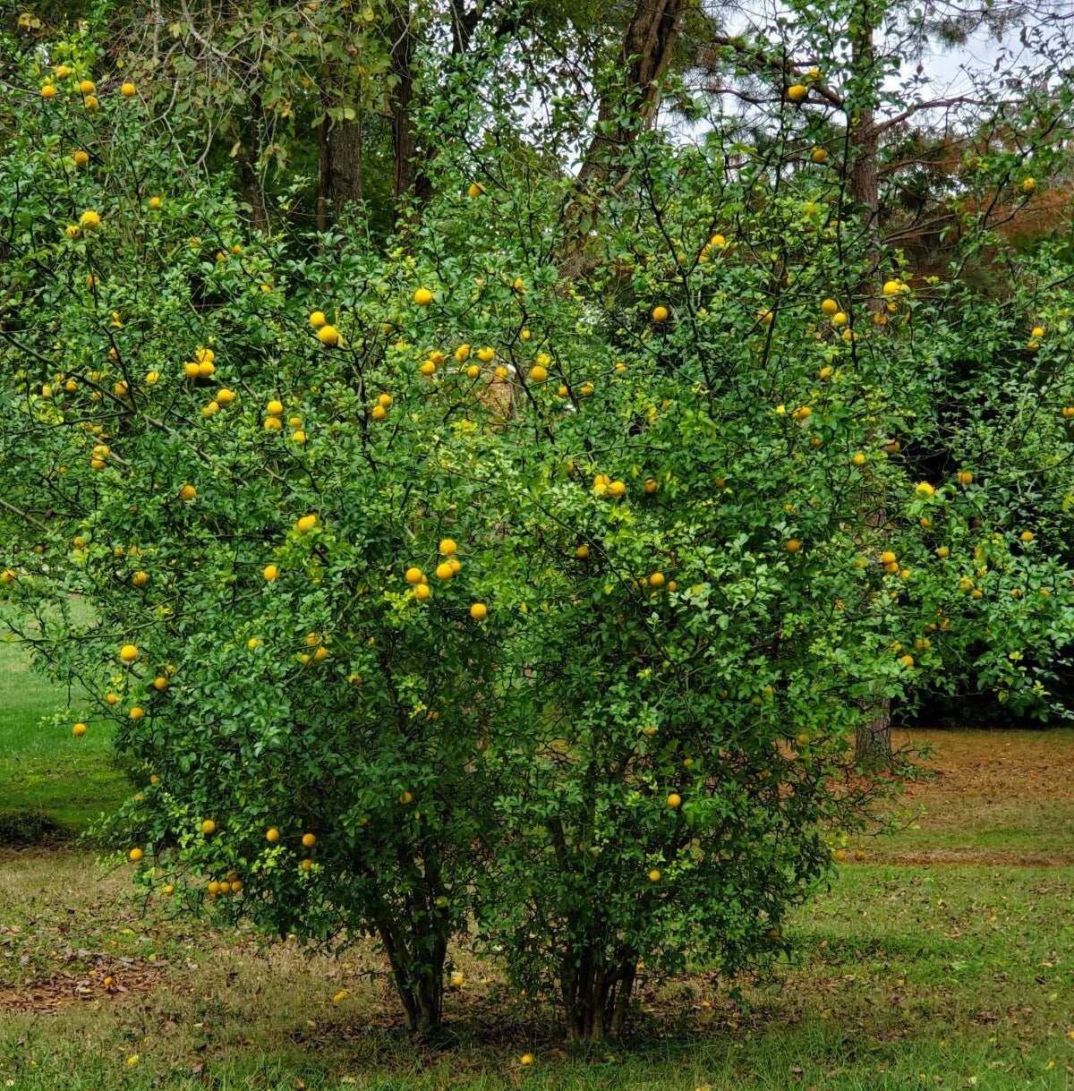 Hardy Orange Trifoliate Orange SEEDS Grow For Grafting CLEARANCE heirloom non-gmo seeds
