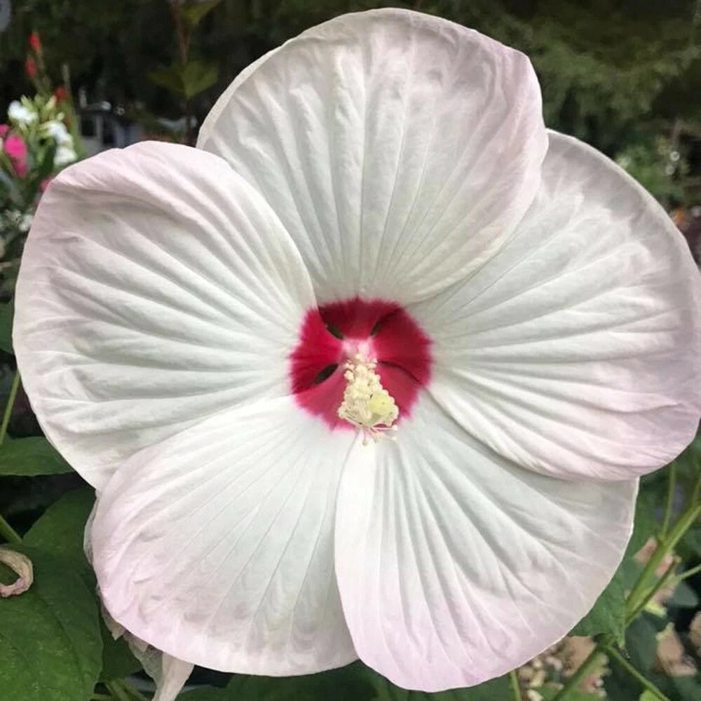 Red Pink White Hibiscus Seeds Beautiful Hardy Perennials - U S SELLER – Heirloom, Non-GMO, High Germination Organic Garden Seeds