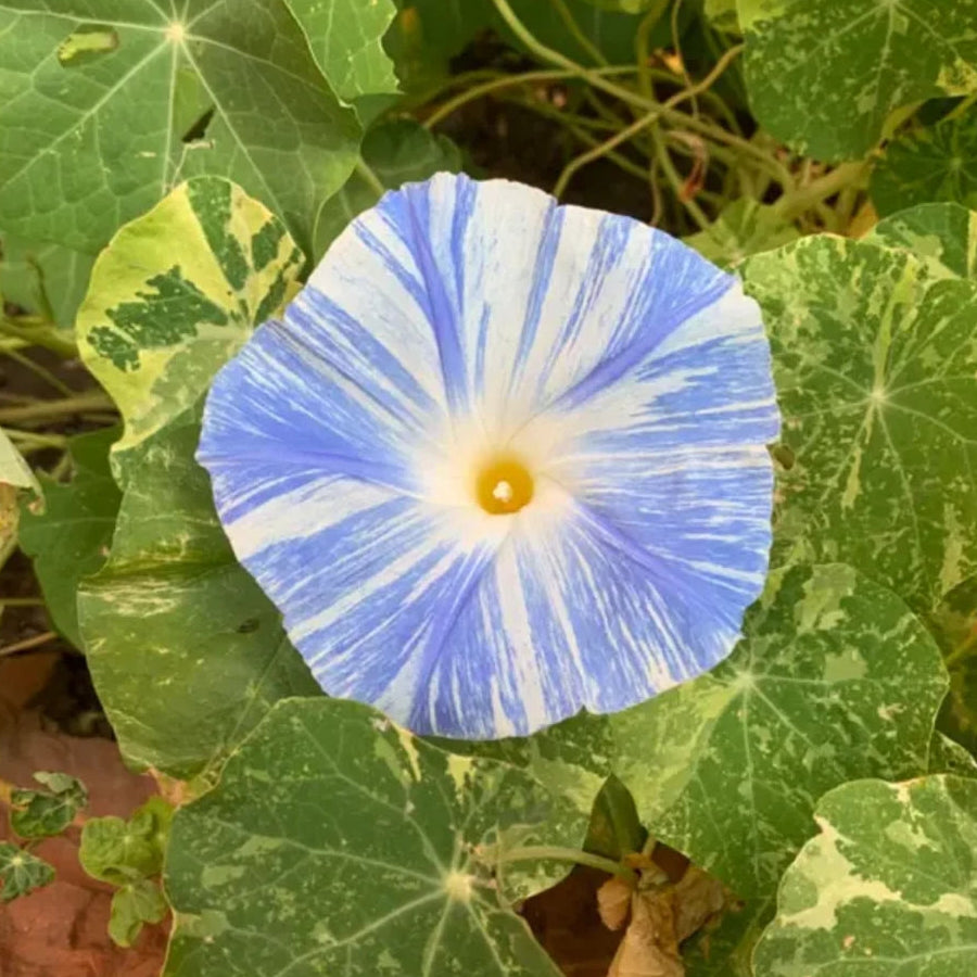 Seeds Flying Saucers Morning Glory F017 – Heirloom, Non-GMO, High Germination Organic Garden Seeds