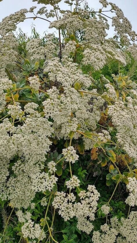 California Buckwheat Seeds heirloom non-gmo seeds