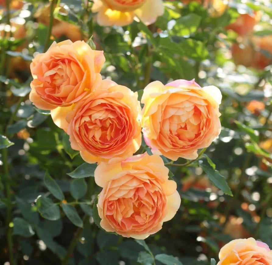 Orange Climbing Rose Seeds - Seeds - Rose Flower Gardening heirloom non-GMO seeds