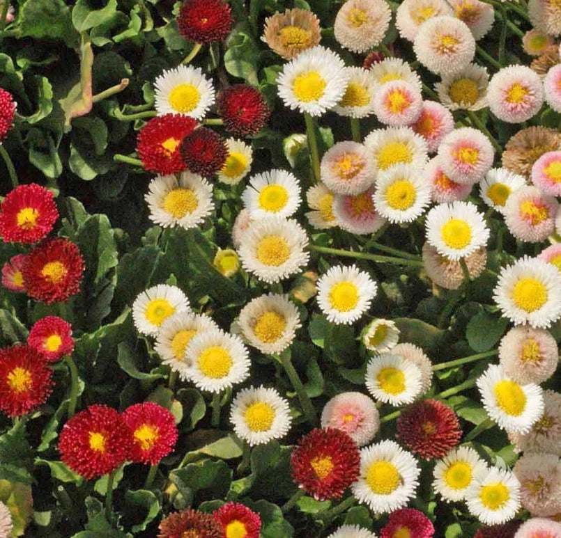 Daisy ENGLISH Mixed Color Low Grow Groundcover Borders Rock Gardens Seeds heirloom non-GMO seeds