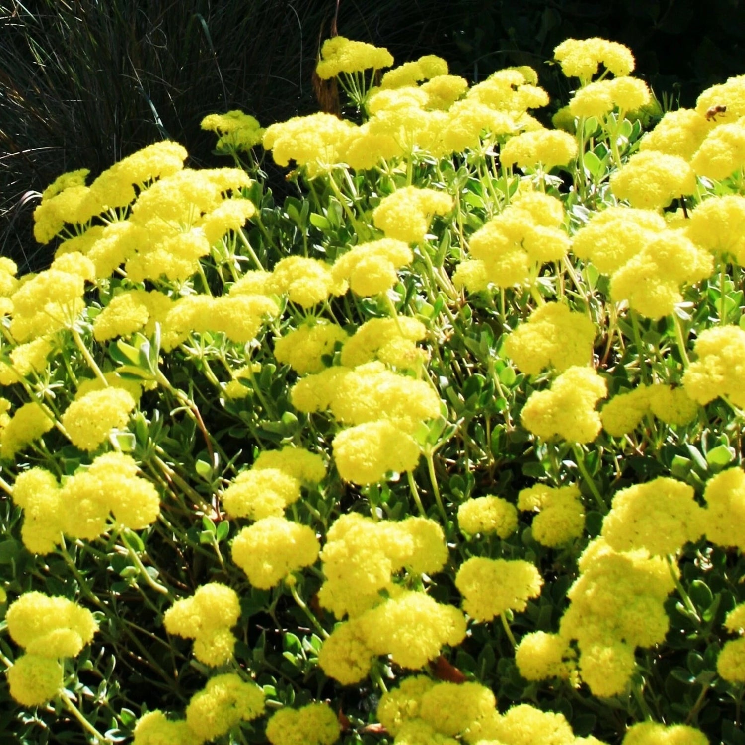 Sulphurflower BUCKWHEAT Flower Eriogonum umbellatum beautiful flower Yellow Seeds – Heirloom, Non-GMO, High Germination Organic Garden Seeds