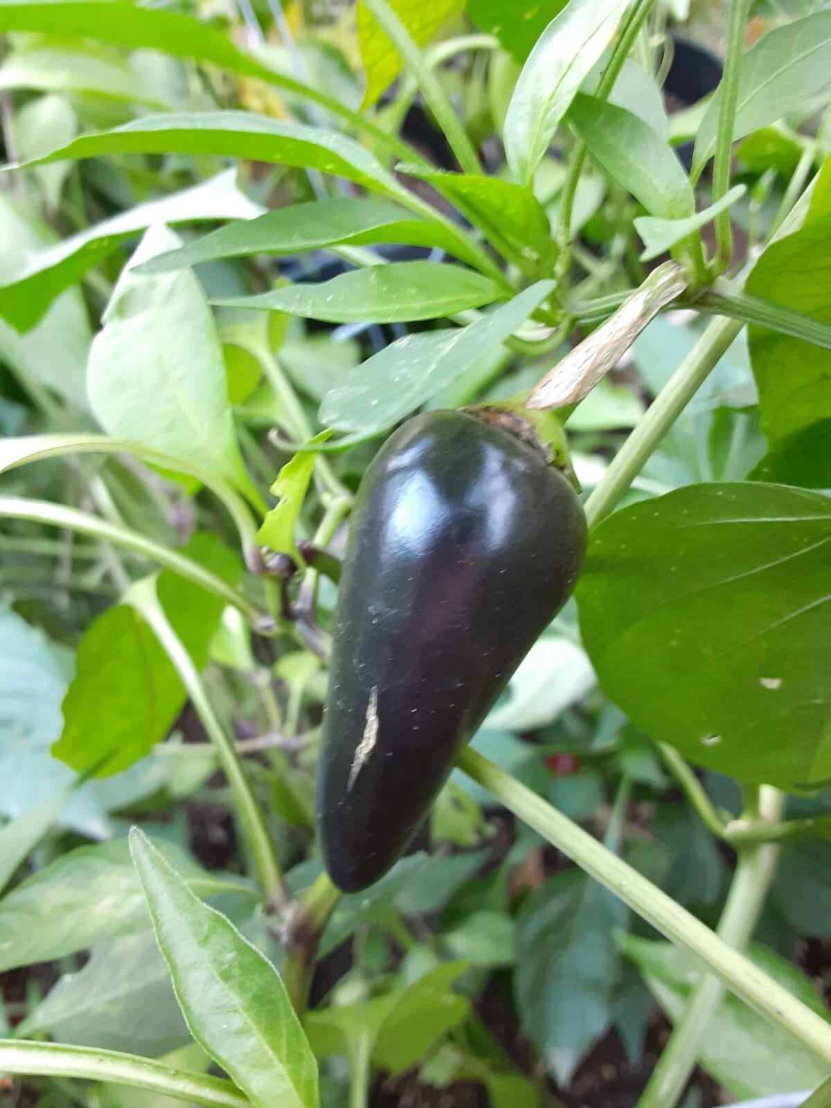 Purple Jalapeno Pepper Seeds Grown Spicy Fruits – Heirloom, Non-GMO, High Germination Organic Garden Seeds