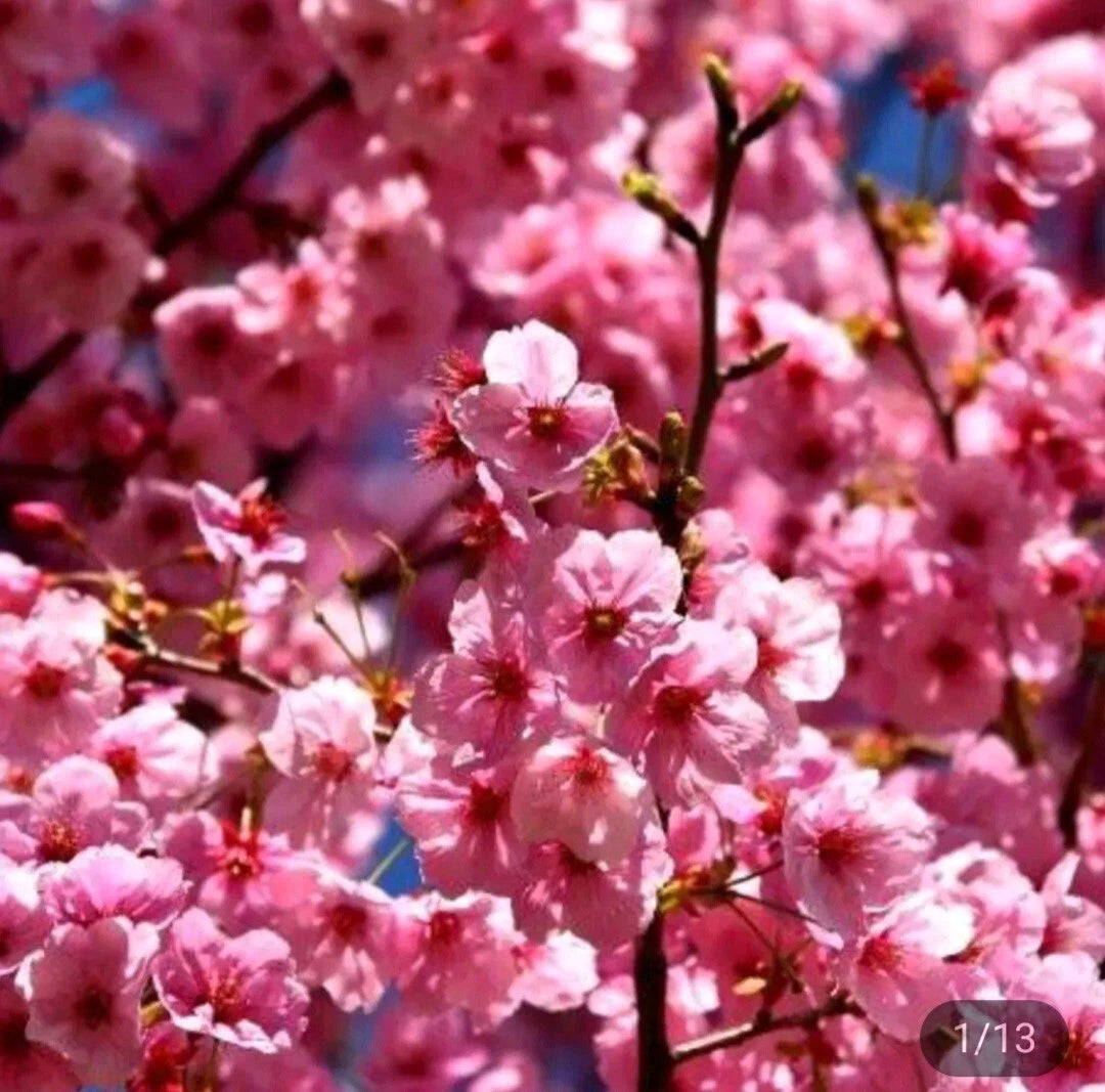Cherry Blossom Seeds Rare Hardy Flower Sakura Bonsai exotic heirloom non-gmo seeds