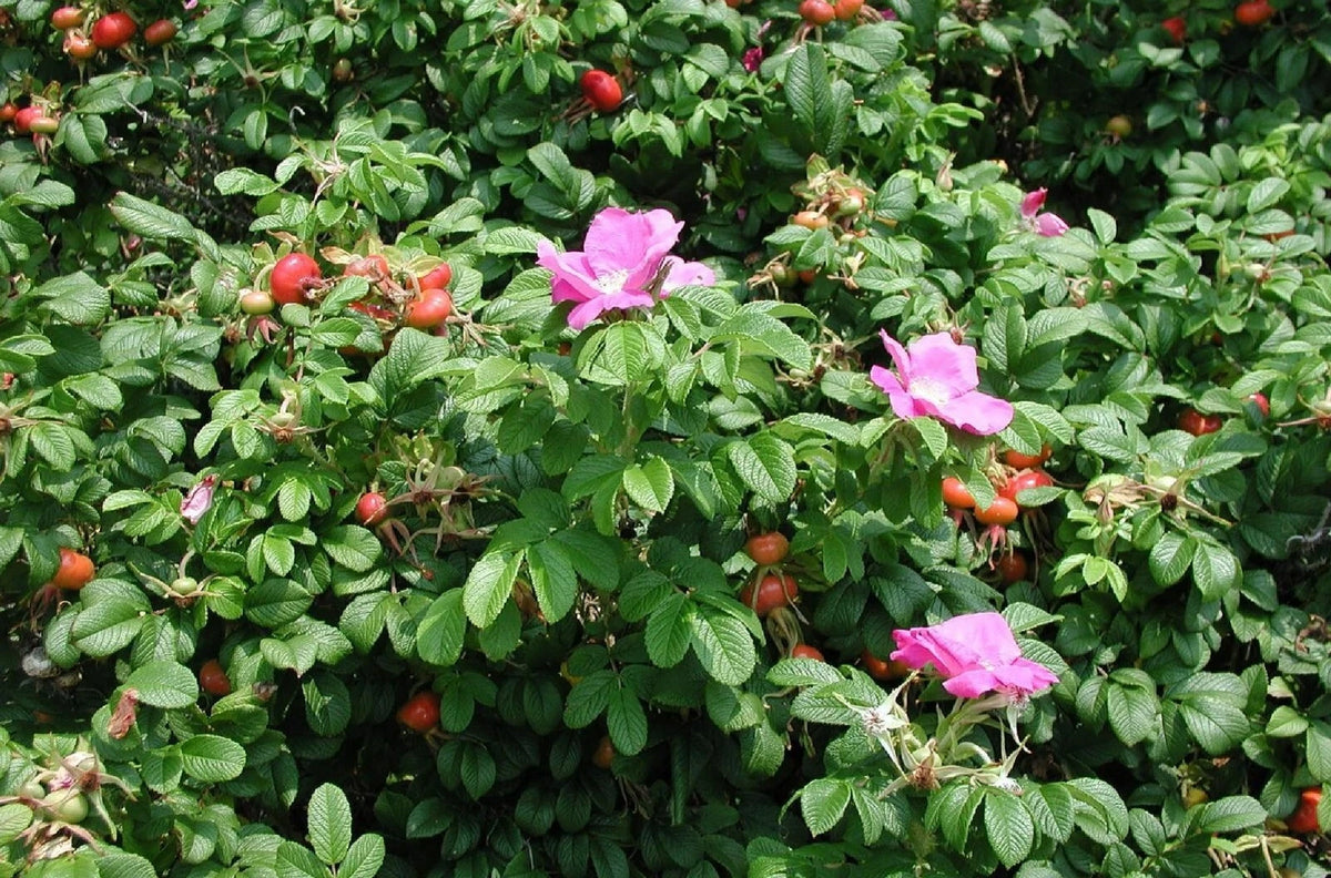 Seaside Pink Rose Fruiting Shrub Rosa Rugosa seeds Shipping heirloom non-gmo seeds