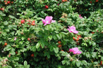 Seaside Pink Rose Fruiting Shrub Rosa Rugosa seeds Shipping heirloom non-gmo seeds