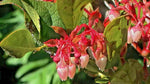 SALAL SEEDS GAULTHERIA SHALON HARDY EVERGREEN SHRUB EDIBLE BERRIES heirloom non-gmo seeds