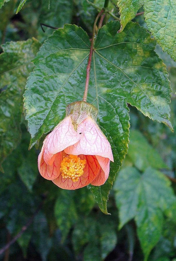 Abutilon pictum Pink Chinese Lantern Seeds – Heirloom, Non-GMO, High Germination Organic Garden Seeds