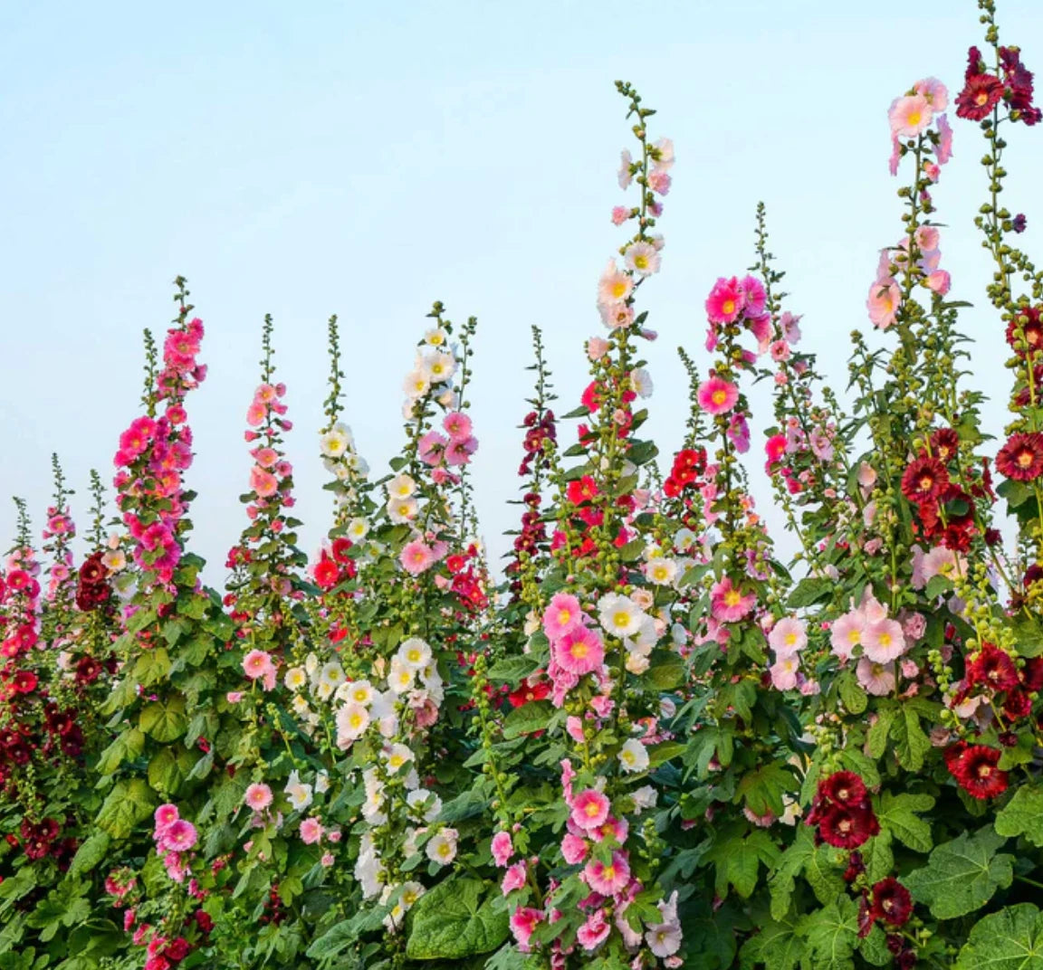 Hollyhock Seeds – Dharaseeds