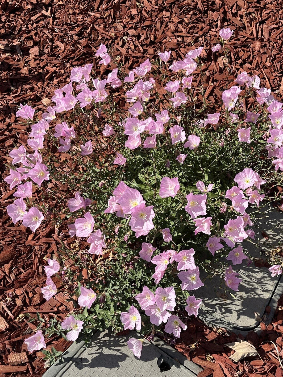 -Showy Evening Primrose Seeds Pink Ladies Amapola Mexican Primrose heirloom non-gmo seeds