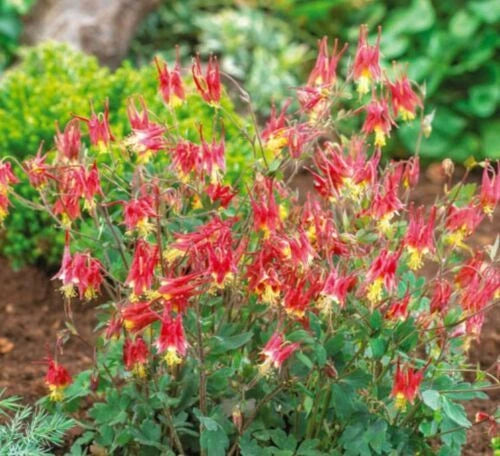 Columbine Flower Seeds EASTERN RED Perennial Attracts Pollinators – Heirloom, Non-GMO, High Germination Organic Garden Seeds