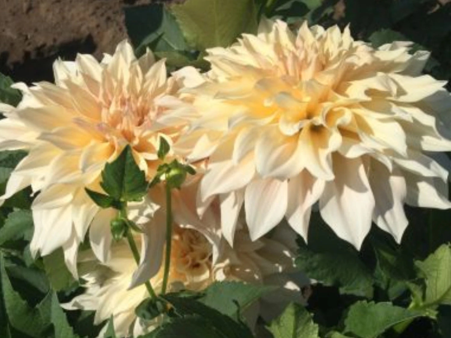 Café Au Lait Dahlia Perennial Seeds D026 – Heirloom, Non-GMO, High Germination Organic Garden Seeds