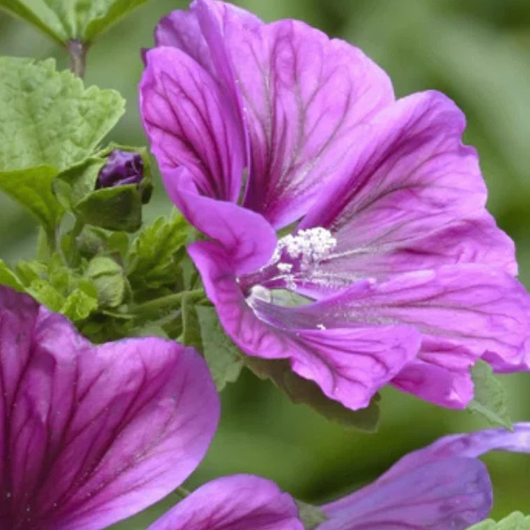 Hollyhock French - Seeds - - Medicinal Herb Malva Sylvestris – Heirloom, Non-GMO