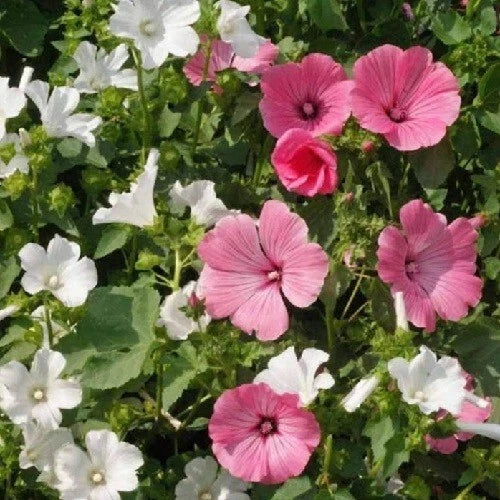 Mixed Mediterranean Rose Mallow Seeds Pink White Color Lavatera Trimestris – Heirloom, Non-GMO, High Germination Organic Garden Seeds