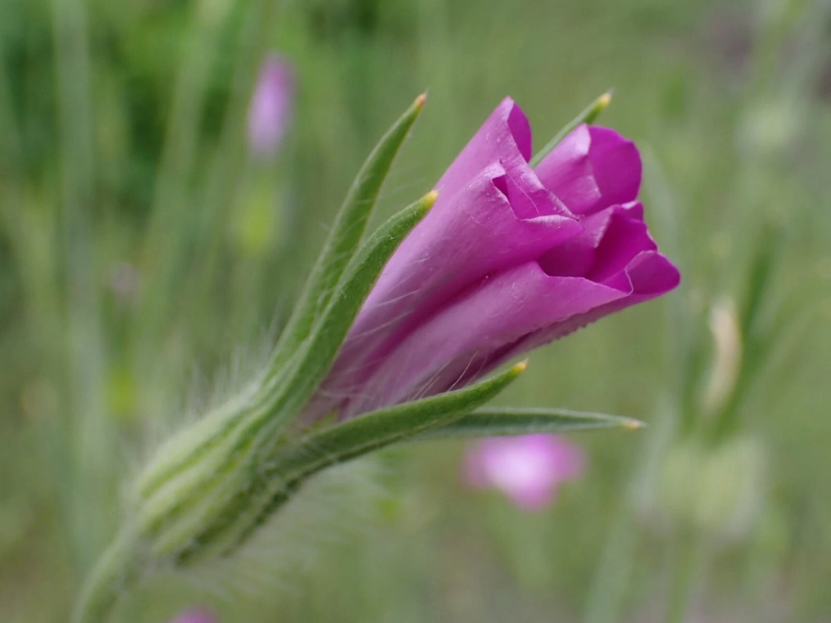 CORNCOCKLE Seeds Shipping Agrostemma githago - Annual Flower Seeds – Heirloom, Non-GMO, High Germination Organic Garden Seeds