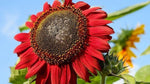 RED SUN RARE SUNFLOWER SEEDS - BEAUTIFUL Helianthus annuus heirloom non-gmo seeds