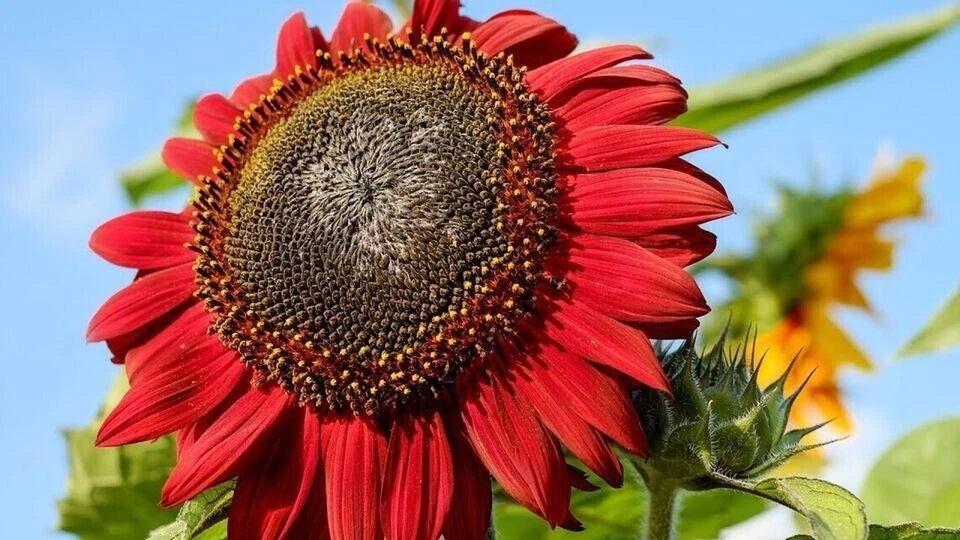 RED SUN RARE SUNFLOWER SEEDS - BEAUTIFUL Helianthus annuus heirloom non-gmo seeds