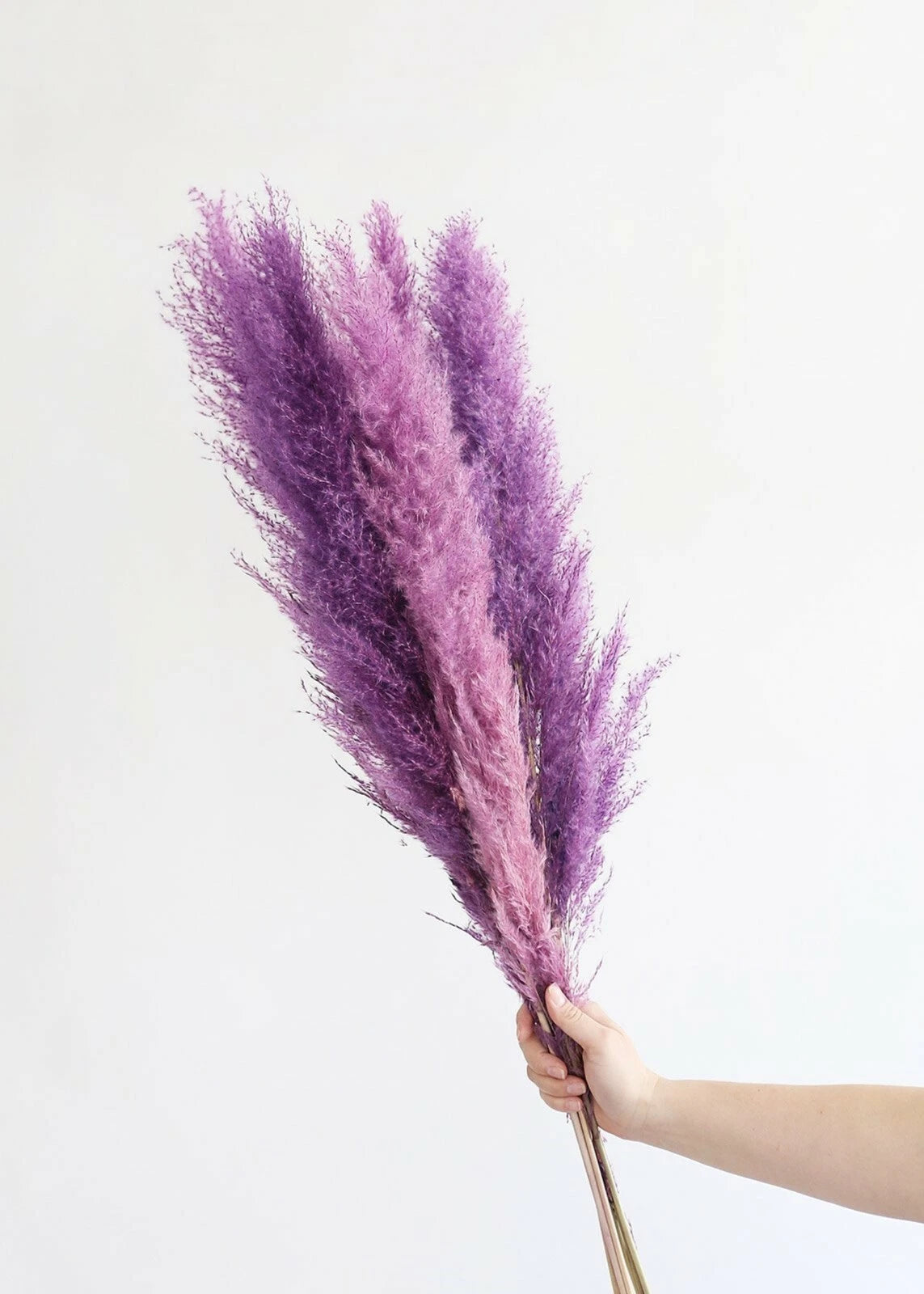 SELLER Purple Pampas Grass Seeds Perennial Flowering Ornimental Grasses – Heirloom, Non-GMO, High Germination Organic Garden Seeds
