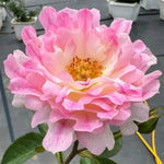 Sea Anemone Perennial Rose Seeds heirloom non-gmo seeds