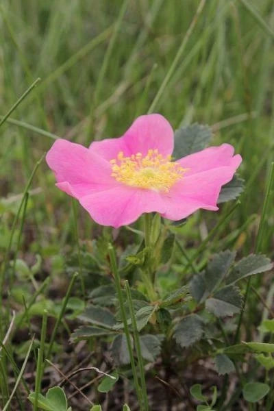 Rosa arkansas Wild Prarie Rose Seeds – Heirloom, Non-GMO, High Germination Organic Garden Seeds