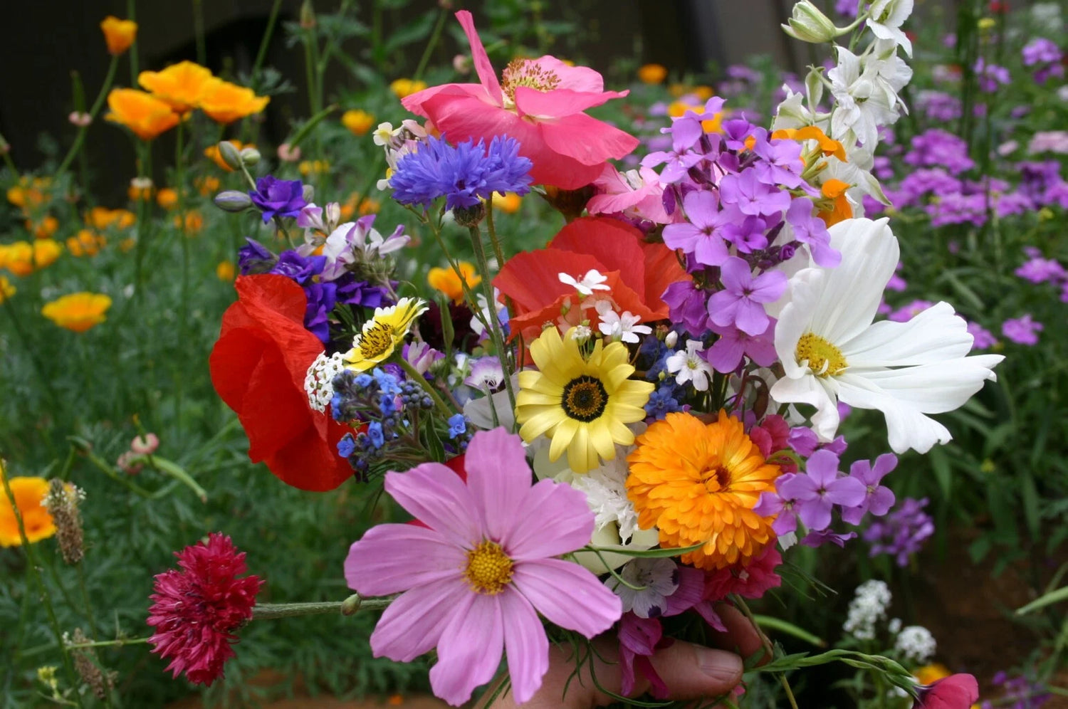 Cascade Kaleidoscope Wildflower Mix Species Annuals Perennials heirloom non-GMO seeds