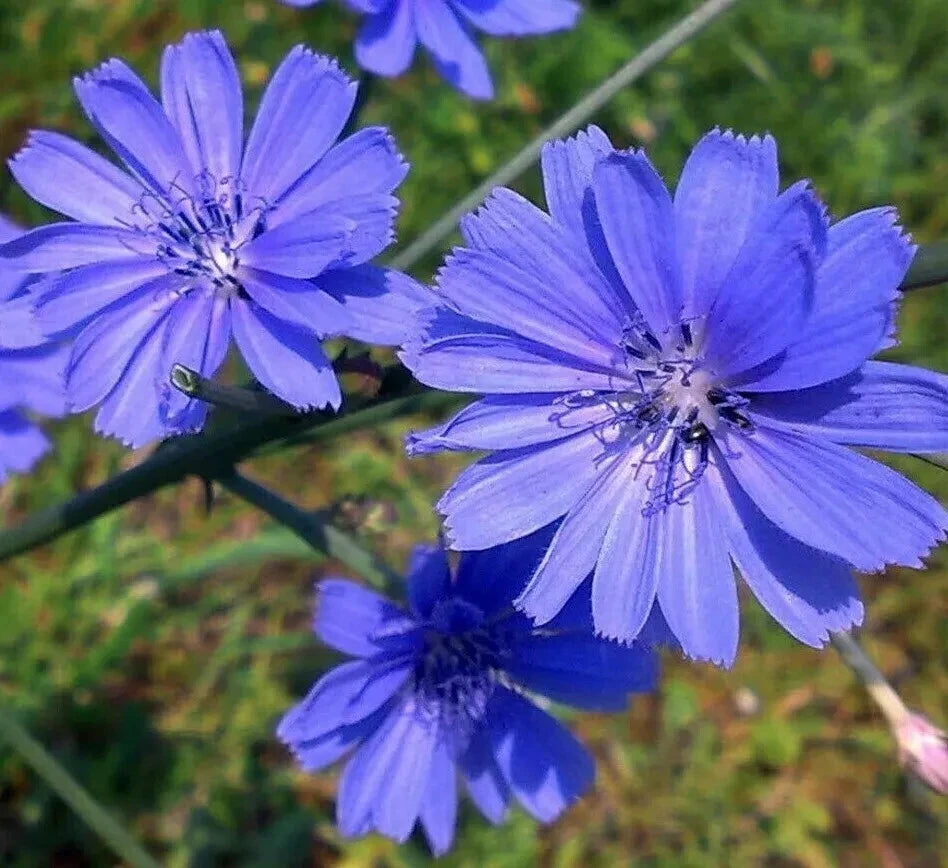 CHICORY SEEDS blue FLOWER garden ITALIAN DANDELION SHIPPING heirloom non-gmo seeds