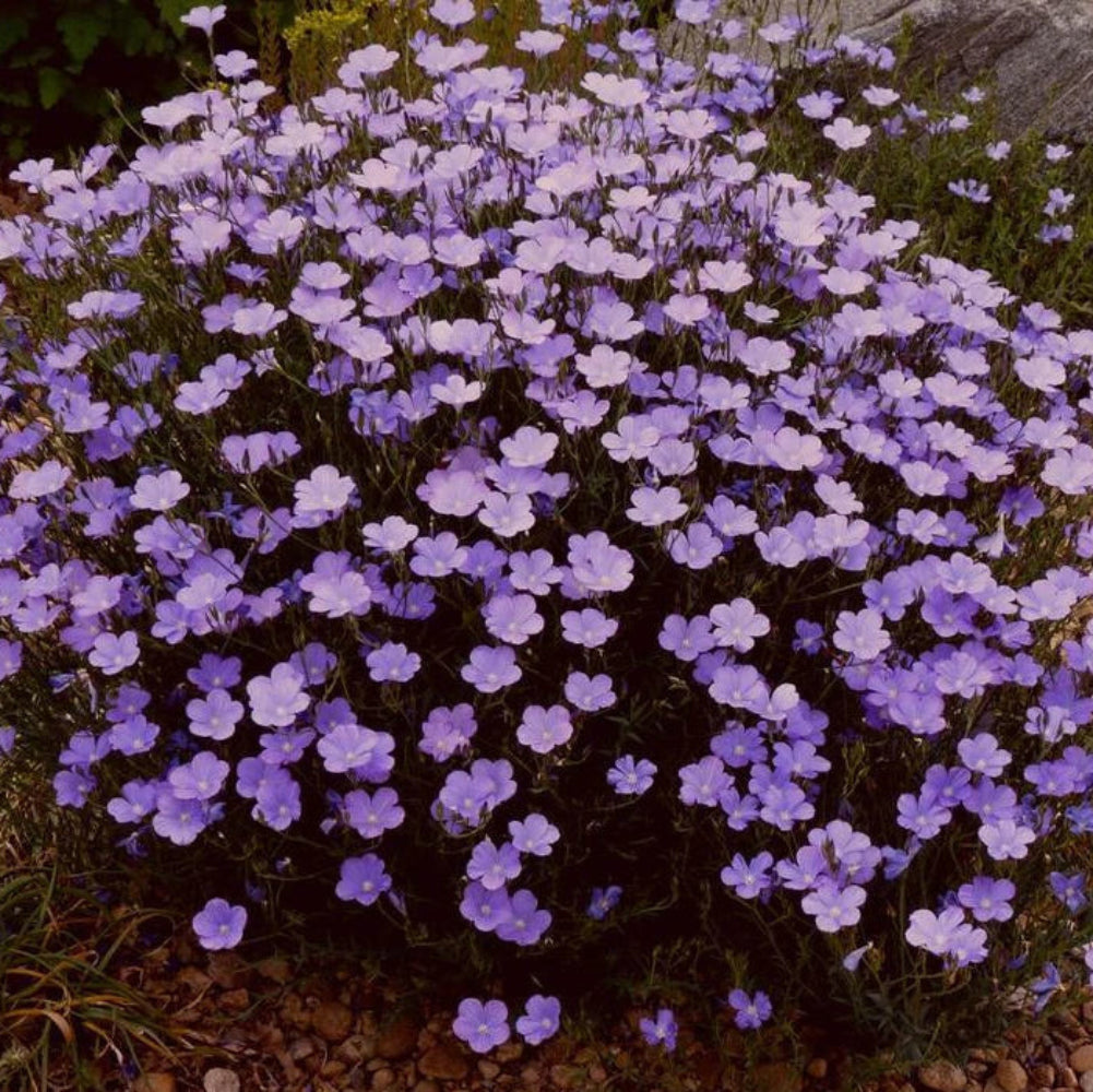 Flax Blue - Prairie Flax - Seeds - Stunning Flowers - Sow Spring or Fall – Heirloom, Non-GMO, High Germination Organic Garden Seeds