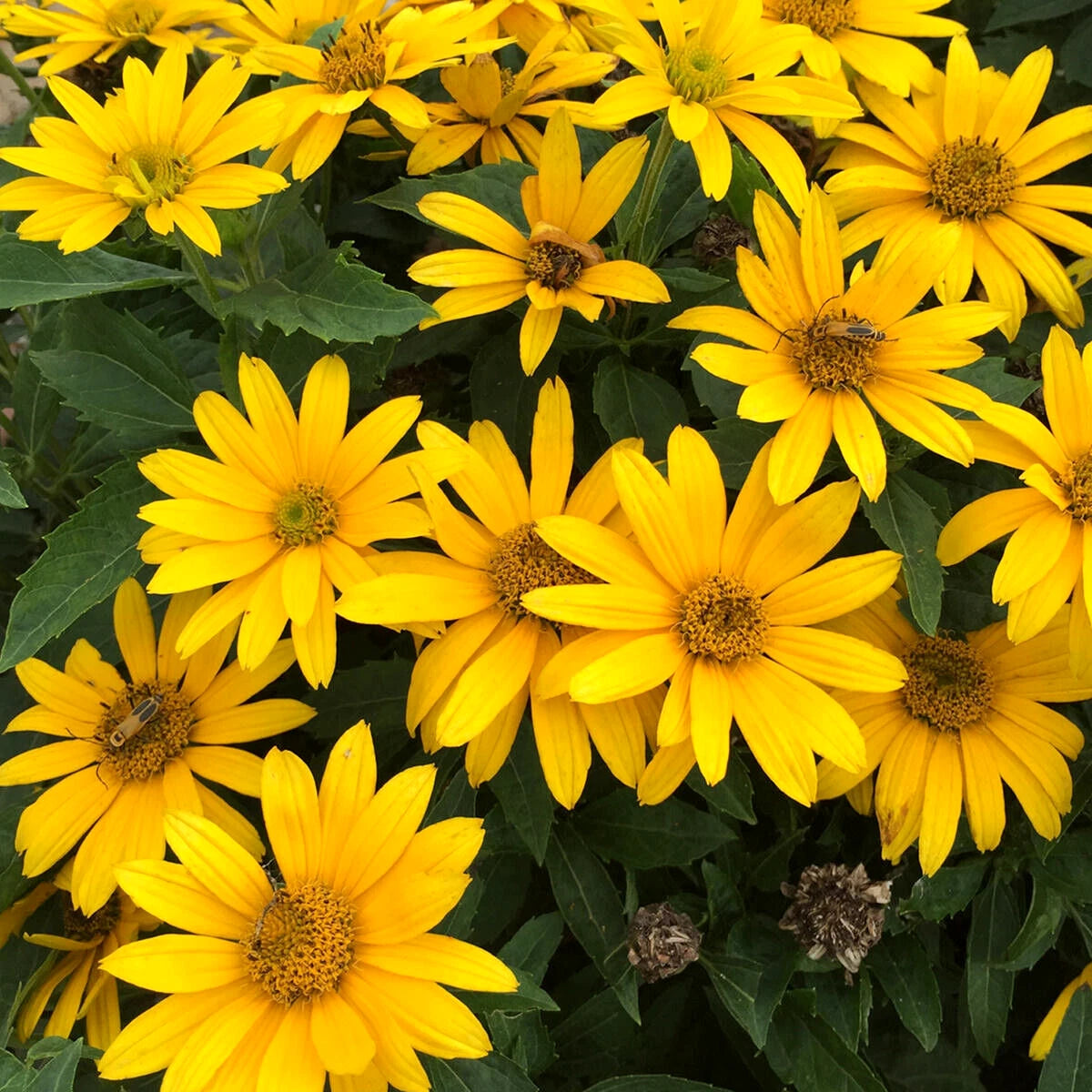 Heliopsis Golden Sun Yellow Sunflower Perennial Seeds Brooklyn Botanical Club – Heirloom, Non-GMO, High Germination Organic Garden Seeds