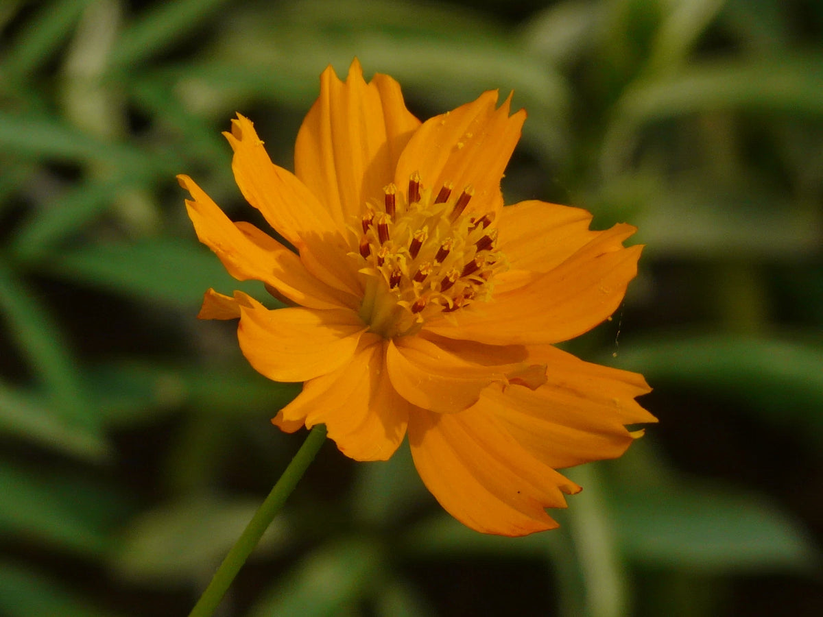 SULPHUR ORANGE COSMOS Seeds Cosmos sulphureus shipping – Heirloom, Non-GMO