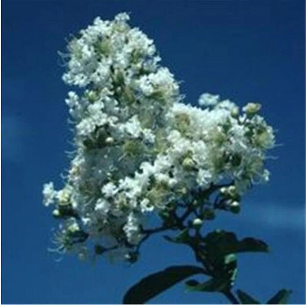 for White Bloom CRAPE MYRTLE rare flower exotic tree plant Seller heirloom non-gmo seeds