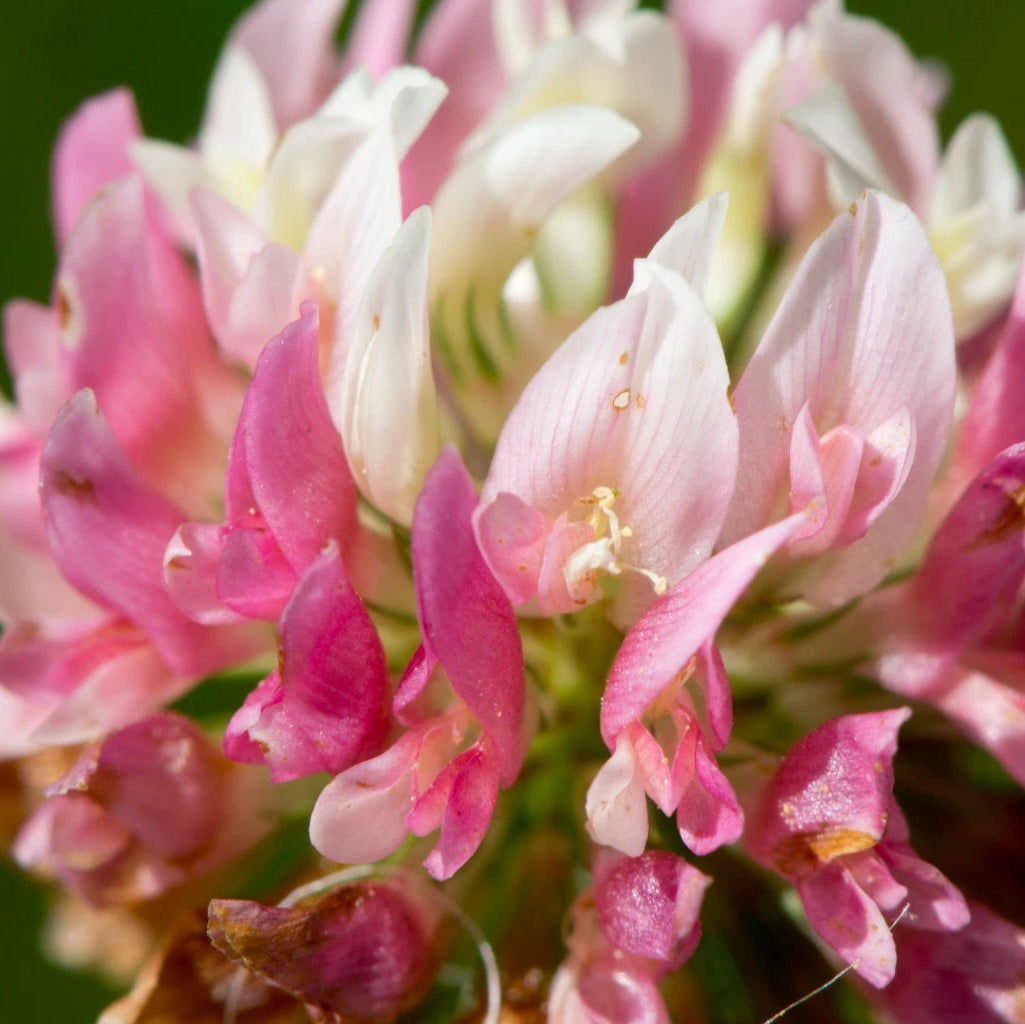 Alsike Clover Flower Seeds Native Wildflower for Pollinators & Bees Various Wildflower Species heirloom non-GMO seeds