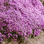 Creeping Thyme WILD Groundcover Perennial Purple Fragrant Bees Seeds heirloom non-GMO seeds