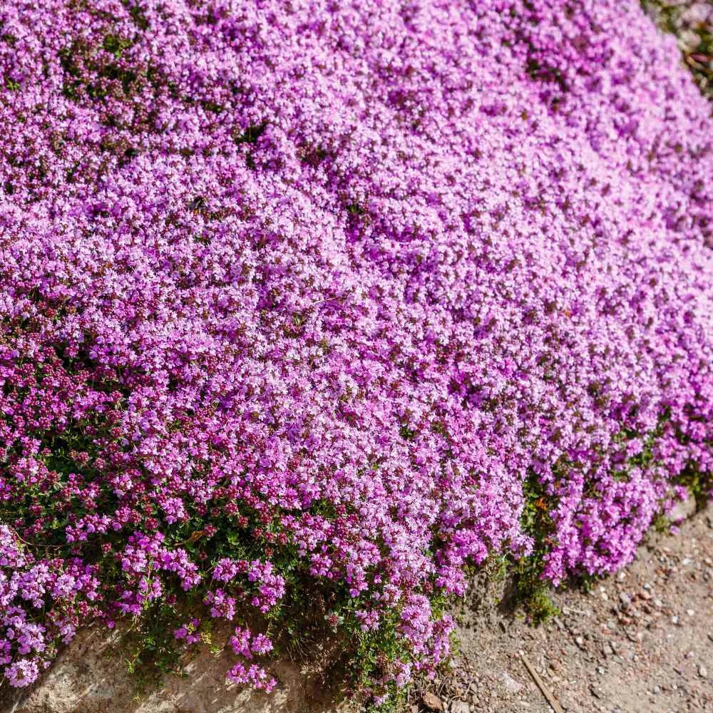 Creeping Thyme WILD Groundcover Perennial Purple Fragrant Bees Seeds heirloom non-GMO seeds