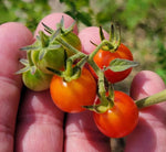 Matt s Wild Tomato Seeds Solanum Lycopersicum Cherry Tomato Flavor heirloom non-gmo seeds