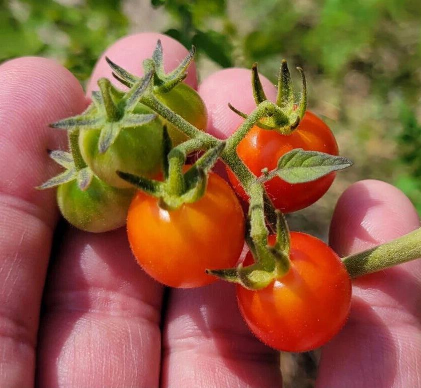 Matt s Wild Tomato Seeds Solanum Lycopersicum Cherry Tomato Flavor heirloom non-gmo seeds