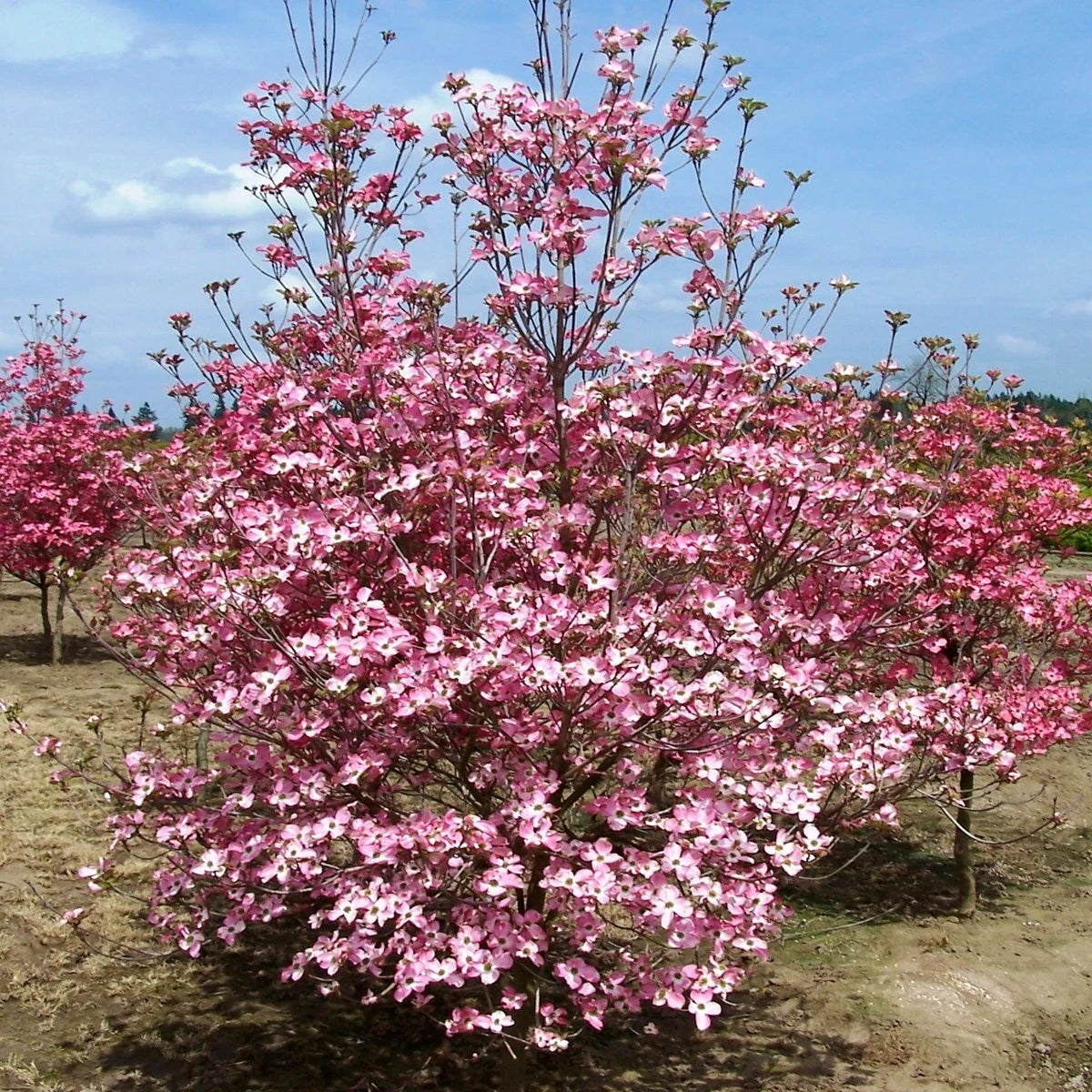 Cornus Florida Red Flowering Dogwood Seeds Shipping Native – Heirloom, Non-GMO, High Germination Organic Garden Seeds