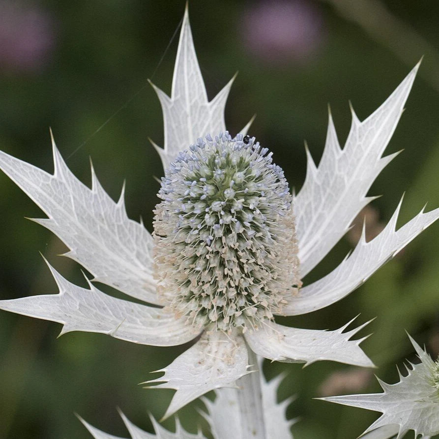 SILVER SEA HOLLY Seeds Eryngium giganteum Perennial House Plant Flower heirloom non-gmo seeds