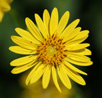 Cup Plant seeds sunflower-like native perennial S H Helianthus annuus heirloom non-gmo seeds