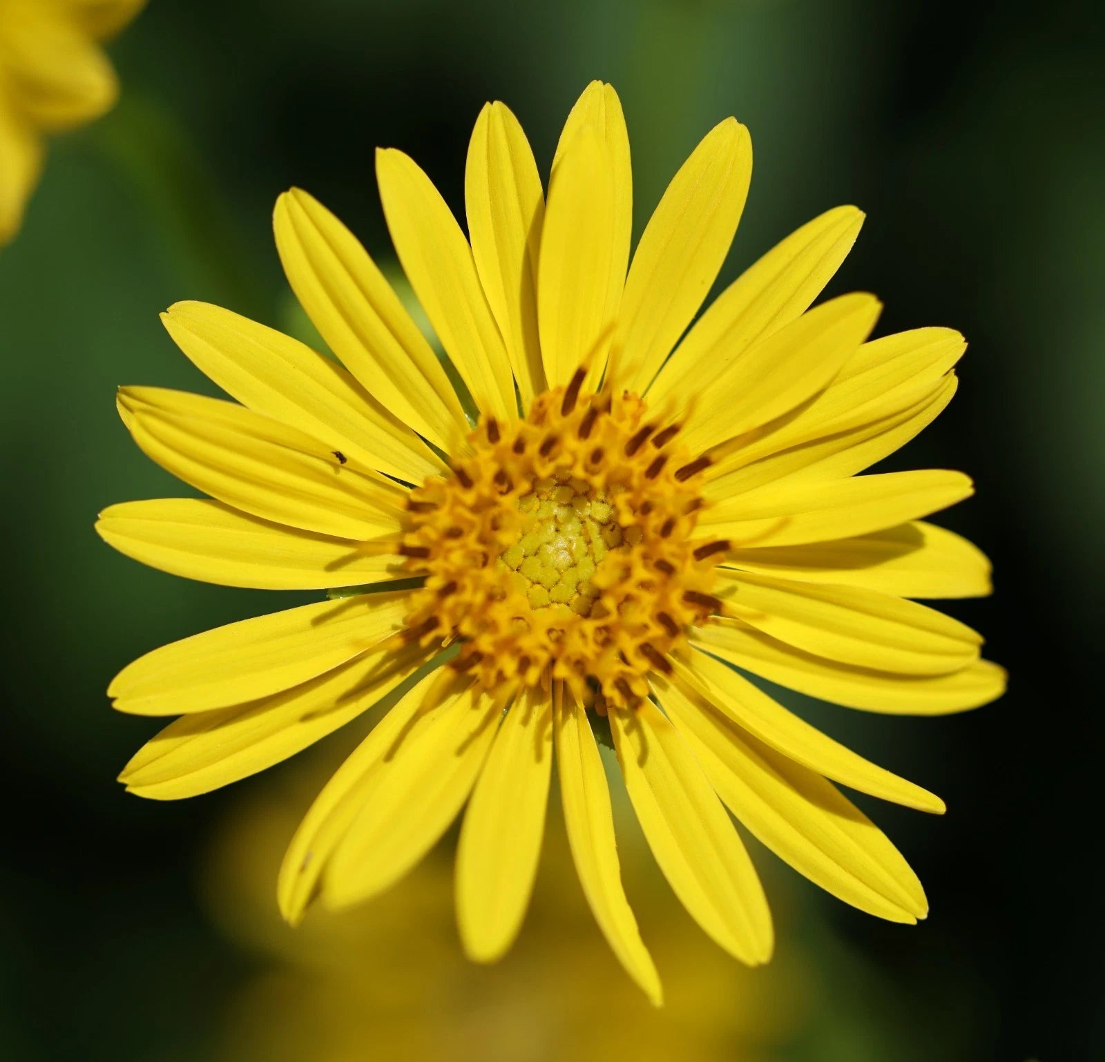 Cup Plant seeds sunflower-like native perennial S H Helianthus annuus heirloom non-gmo seeds