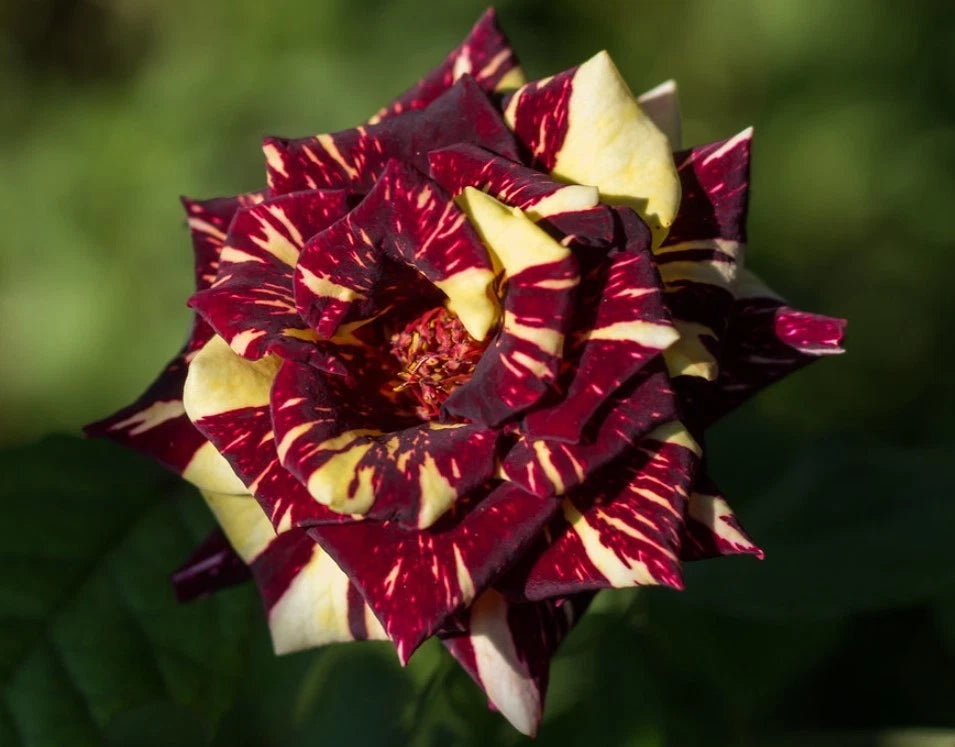 Black Dragon Rose Seeds - Seeds - Rose Flower Gardening – Heirloom, Non-GMO, High Germination Organic Garden Seeds