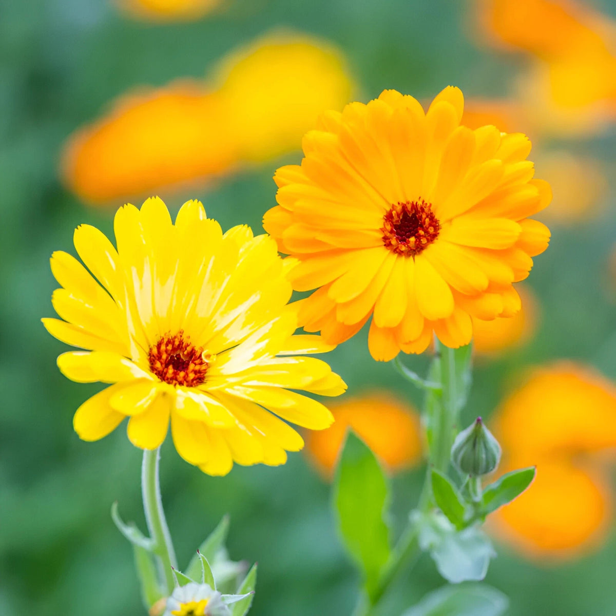 Calendula Seeds - Pacific Beauty Mixture -Gorgeous Orange and Yellow Blooms heirloom non-gmo seeds