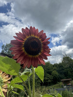 Red Sun Sunflower Seeds Garden Seeds Helianthus annuus heirloom non-gmo seeds
