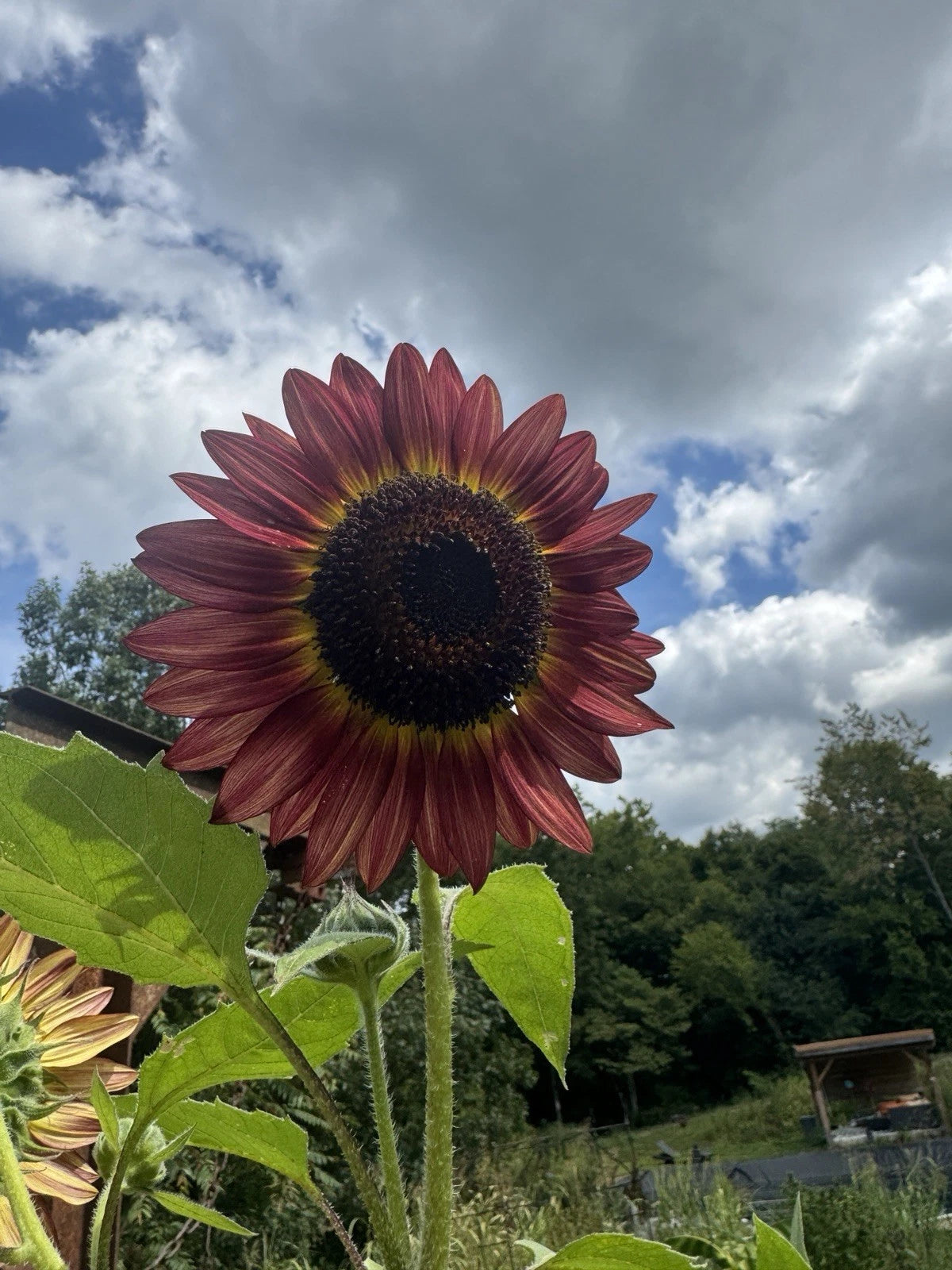 Red Sun Sunflower Seeds Garden Seeds Helianthus annuus heirloom non-gmo seeds