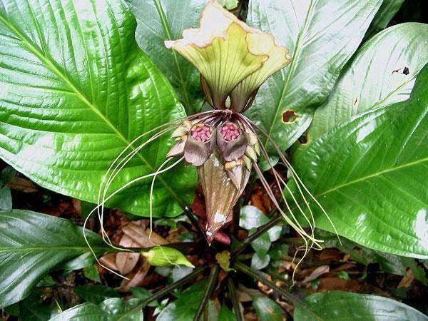 Tacca integrifolia White Bat Flower Seeds – Heirloom, Non-GMO, High Germination Organic Garden Seeds