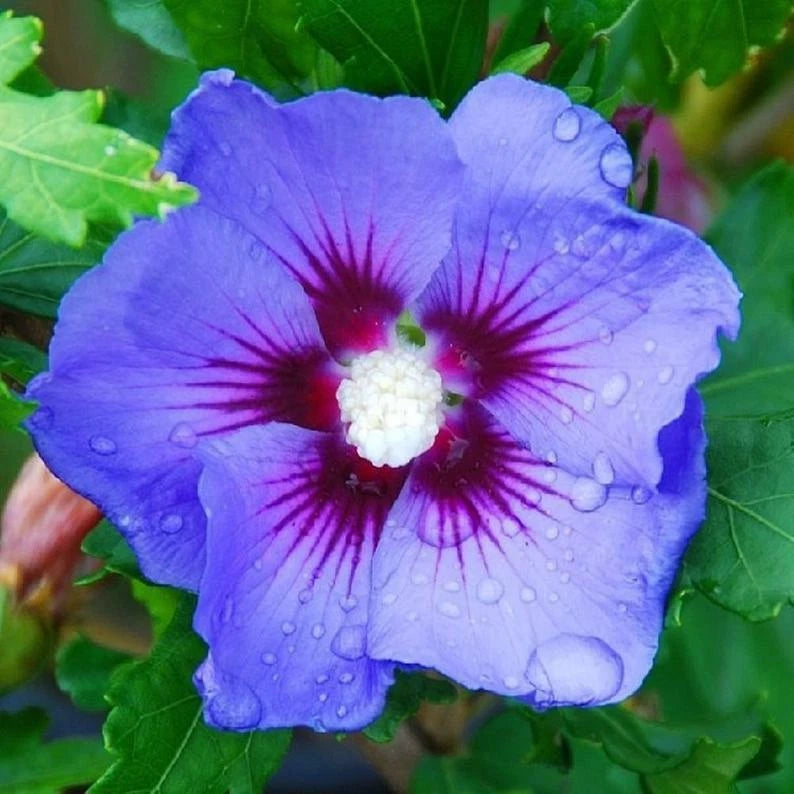 Blue Purple Hibiscus Seeds Flowers Flower Seed Perennial Bloom – Heirloom, Non-GMO, High Germination Organic Garden Seeds