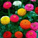 CUT AND COME AGAIN ZINNIA SEEDS - FLOWERS ----- BUTTERFLIES - HUMMINGBIRDS Zinnia elegans heirloom non-gmo seeds
